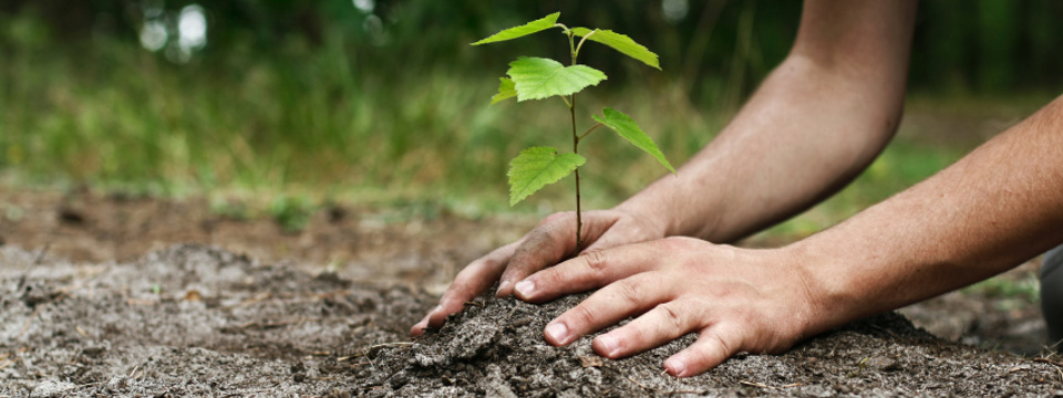 Plantation d'arbres et d'arbustes à Grande-Digue